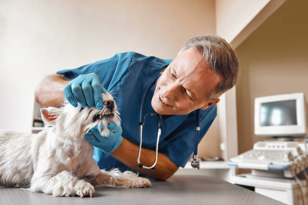 Best Emergency Treatment for Oral Infections in Home, WA